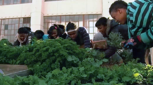 Students harvest vegetables from the garden at West Oakland Middle School.